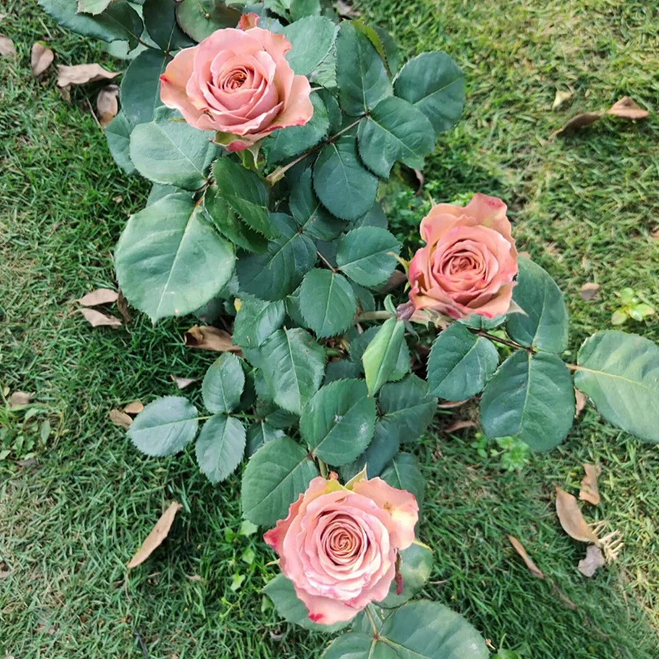 Live Rose Cuttings - Cappuccino Variety, Unrooted Propagation Cuttings for Grafting & Rooting, Rosa spp.