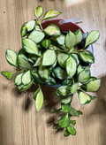 Hoya Heuschkeliana Inner Variegated Cutting – Live Unrooted 2-Node Propagation Plant for Indoor Vining Houseplant