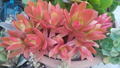 Campfire Succulent Cuttings – 3 Unrooted Crassula capitella ‘Campfire’ Live Succulent Propagation Cuttings