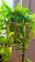 Neon Lemon Lime Pothos Cuttings – 6 Live Unrooted Epipremnum Aureum Indoor Houseplant Propagation