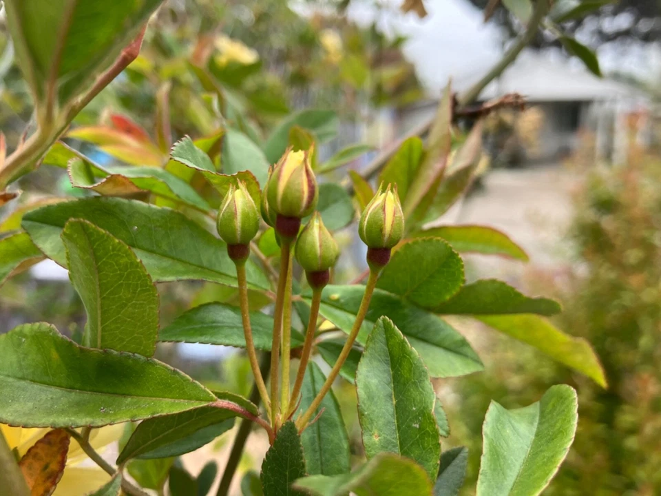 Yellow Lady Banks Rose Cuttings – 4 Thornless Climbing Stems for Propagation Rosa banksiae Lutea