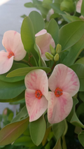 Yogurt Orchid Crown of Thorns Cutting – Euphorbia Milii Live Plant Propagation Unrooted Succulent Shrub
