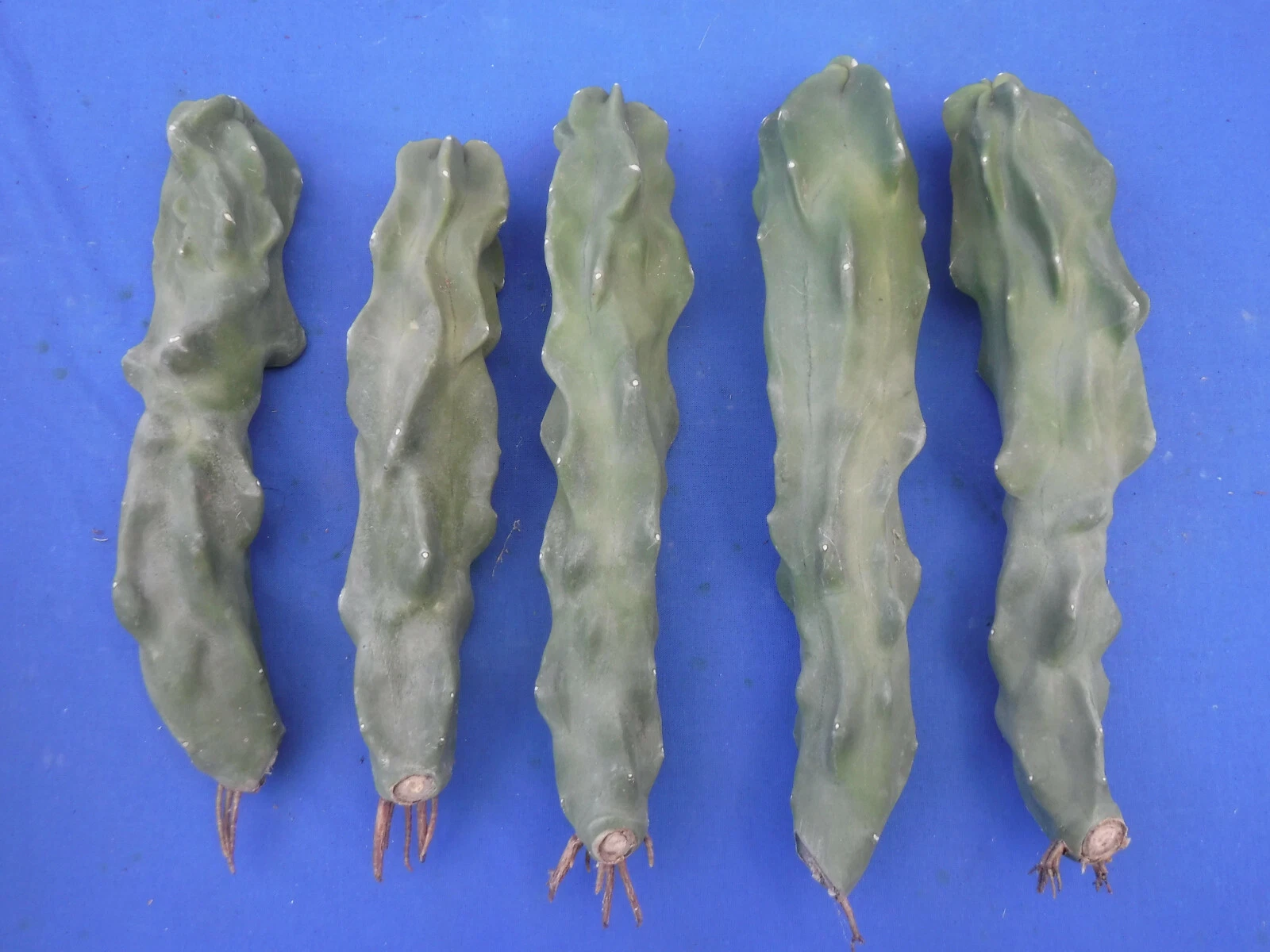 Unrooted Totem Pole Cactus Cutting 8–10 Inches Tall, Lophocereus schottii var. monstrosus, Ornamental Columnar Cactus