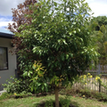 Cleopatra Avocado Scions - Wax Dipped Unrooted Grafting Cuttings for Persea americana Tree Propagation