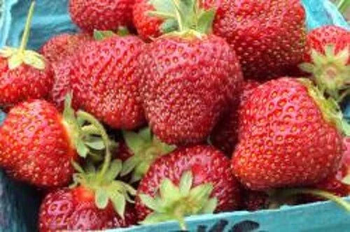 Honeoye Strawberry Plants - Lot of 10 Junebearing Fragaria ananassa - Disease Resistant, Self-Pollinating