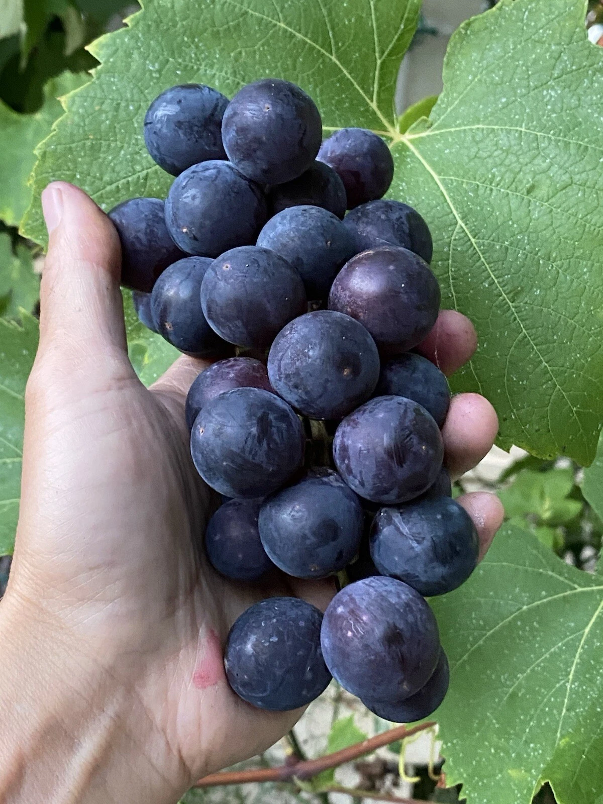 Everest Grape Cuttings – 4 Unrooted Stem Propagation Material with 2–3 Nodes, Vitis spp.