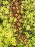 Sedum Angelina Succulent Cuttings Set of 9 | Hardy Stonecrop Propagation | Groundcover & Container Plant | Sedum rupestre