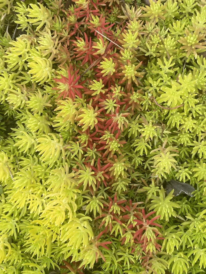 Sedum Angelina Succulent Cuttings Set of 9 | Hardy Stonecrop Propagation | Groundcover & Container Plant | Sedum rupestre