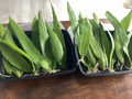 Queen of the Night Cactus Cutting – Epiphyllum oxypetalum, Unrooted Live Leaf, 4–12 Inches, Tropical Epiphytic Plant