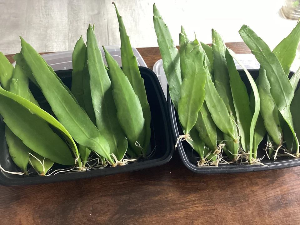 Queen of the Night Cactus Cutting – Epiphyllum oxypetalum, Unrooted Live Leaf, 4–12 Inches, Tropical Epiphytic Plant