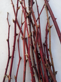 Blackberry Plant Cuttings – 15 Two-Year-Old Bramble Canes, Cold Hardy Fruit Vine, Rubus spp.