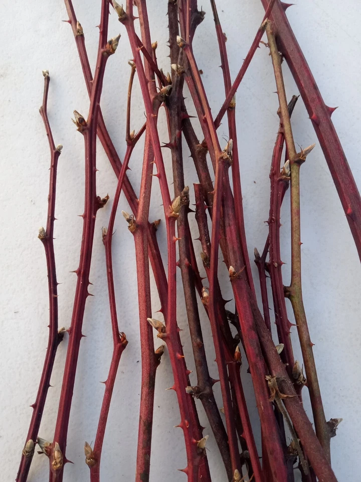 Blackberry Plant Cuttings – 15 Two-Year-Old Bramble Canes, Cold Hardy Fruit Vine, Rubus spp.