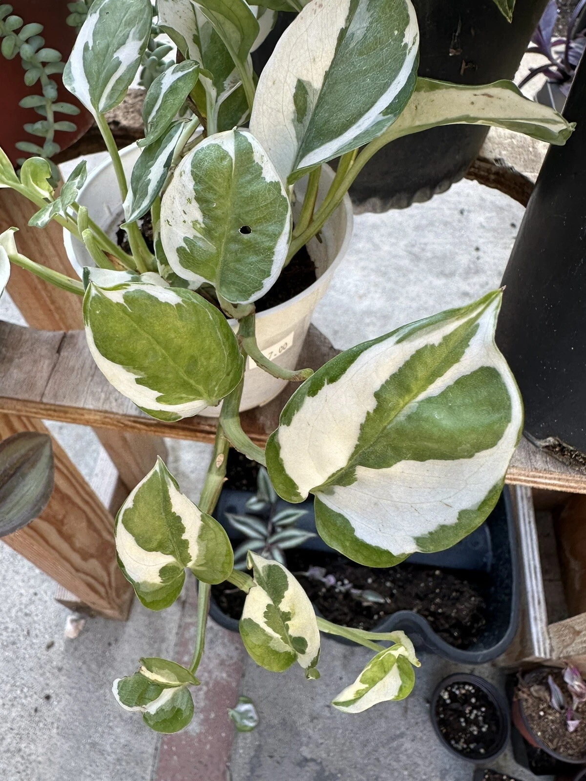 Pothos N’Joy Cuttings – 3 Live Unrooted Epipremnum Aureum Stems for Propagation