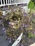 Tinantia pringlei Spotted Plant – 5 Fresh Cuttings, Purple Dot Foliage, Trailing Houseplant Vine for Indoor or Outdoor Planters