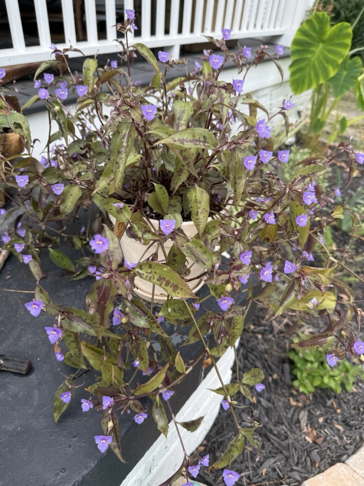 Tinantia pringlei Spotted Plant – 5 Fresh Cuttings, Purple Dot Foliage, Trailing Houseplant Vine for Indoor or Outdoor Planters