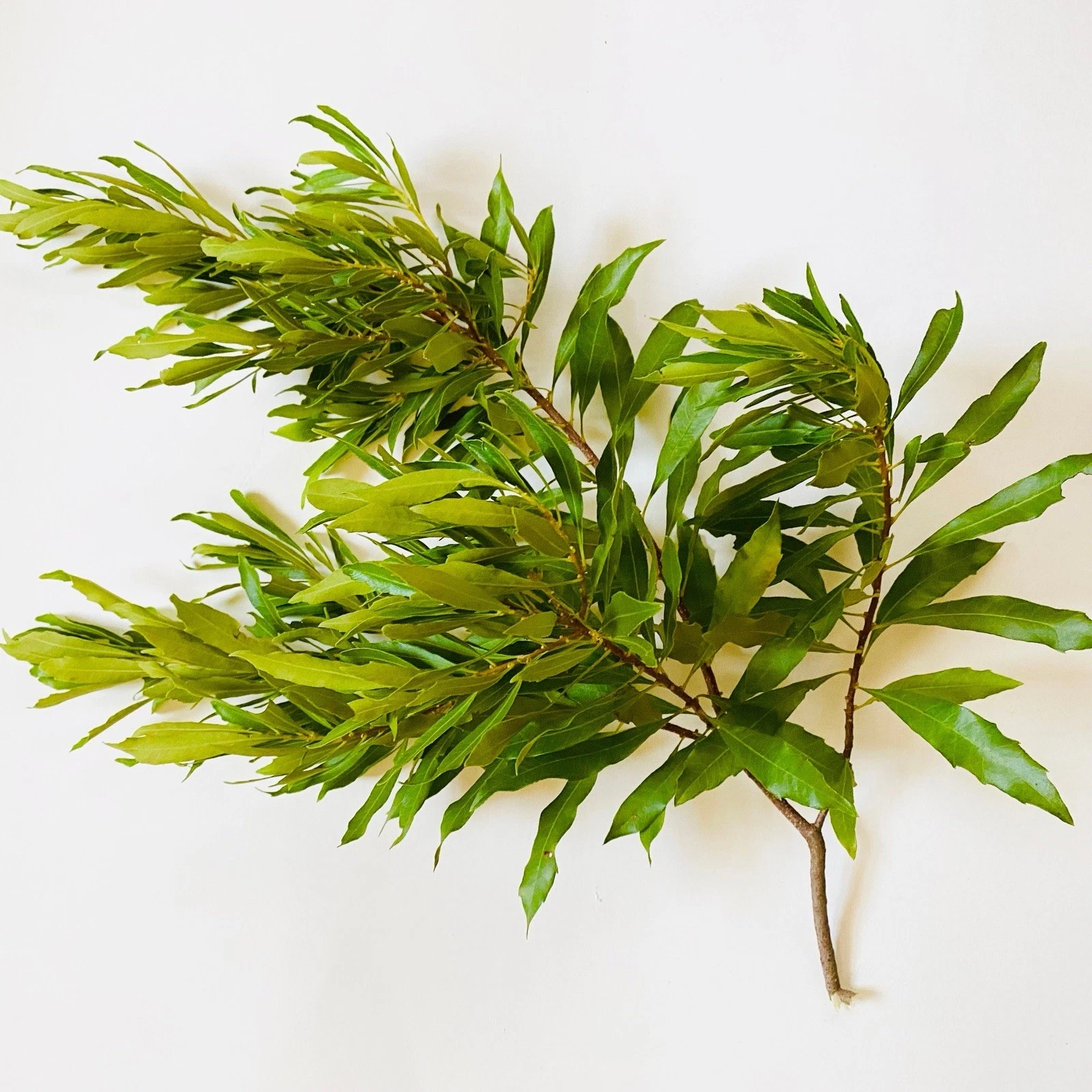 Bayberry Cuttings 12 Inch Unrooted Myrica cerifera Native Evergreen Shrub Propagation Pack of 6