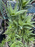 Climbing Aloe Ciliaris Unrooted Cuttings 3 Pack - Trailing Succulent Vine for Indoor & Outdoor