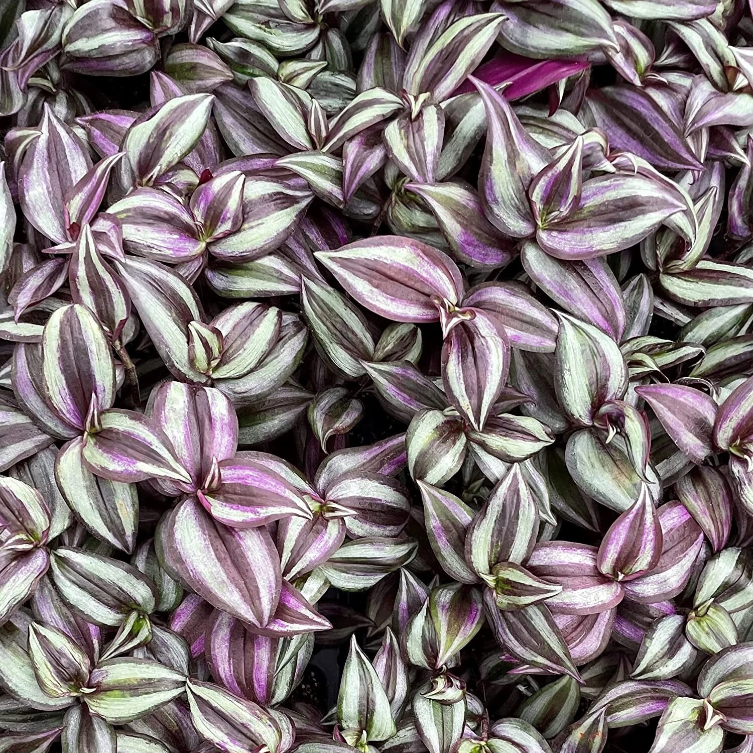 Tradescantia Zebrina Purple Wandering Jew Plant Cuttings - Live Unrooted Houseplant Propagation 5+ Pieces