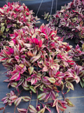 Tradescantia Zebrina Cuttings – 20 Trailing Houseplant Propagation Clippings, 8–12 Inch Wandering Jew Plant Cuttings