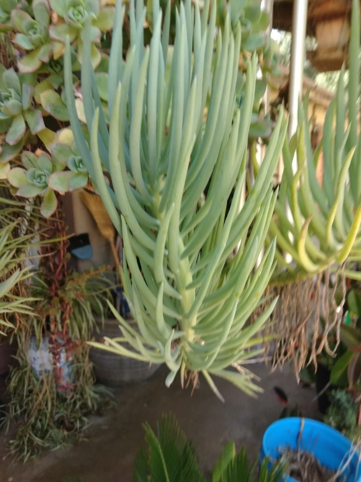 Blue Chalk Sticks Succulent Cuttings – 2 Senecio mandraliscae Live Propagation Cuttings for Garden & Indoor Planting