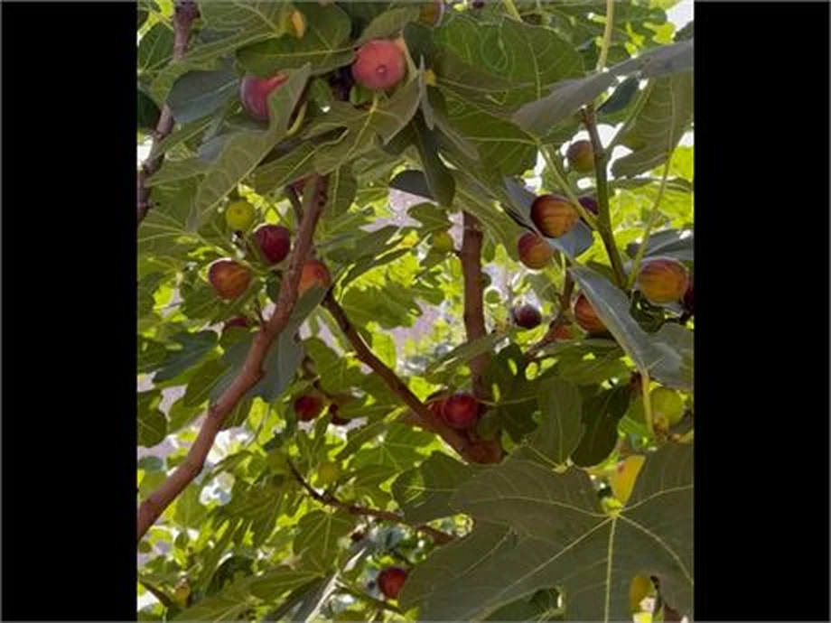 Hardy Chicago Fig Cuttings Bulk Lot - 20 Unrooted Ficus carica Cuttings for Propagation