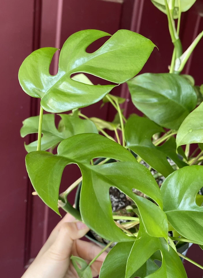 Rhaphidophora Tetrasperma Cuttings – Mini Monstera 2 Leaves 2 Nodes Unrooted