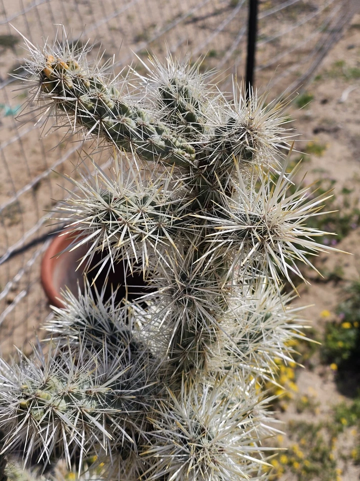 Silver Cholla Branches – Dried Cactus Wood for Crafts, Terrariums & Desert Décor Cylindropuntia echinocarpa