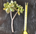Crassula Ovata Jade Succulent Live Cutting – 12 Inch Healthy Propagation Plant Starter