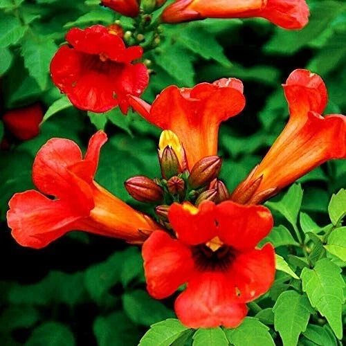 Red Trumpet Vine Cuttings - Campsis radicans - Hummingbird Attracting Climbing Vine, Organic, 10 Cuttings