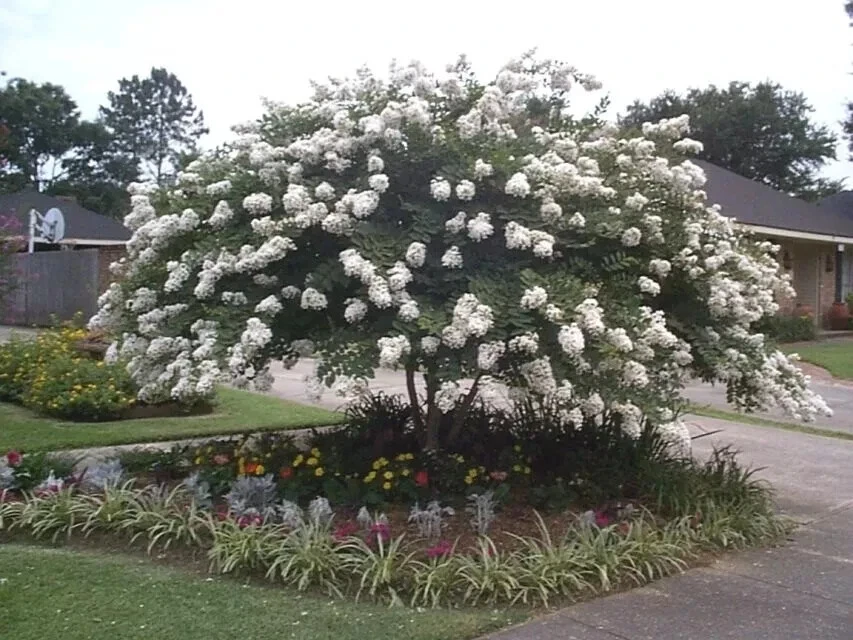 Crape Myrtle Cuttings – Petite Snow Lagerstroemia indica – White Blooms – Rooting & Grafting Stems Set of 5