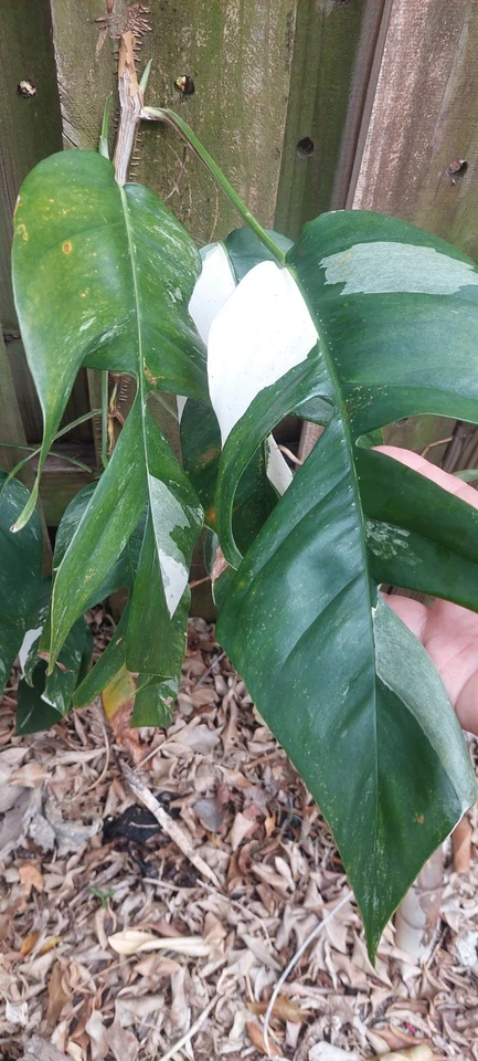 Epipremnum Pinnatum Variegated Cutting Live Indoor Vine Houseplant Propagation Foliage