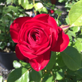 Kashmir Rose Cuttings Live – 6 Unrooted Red Flowering Shrub Propagation Material Rosa spp.