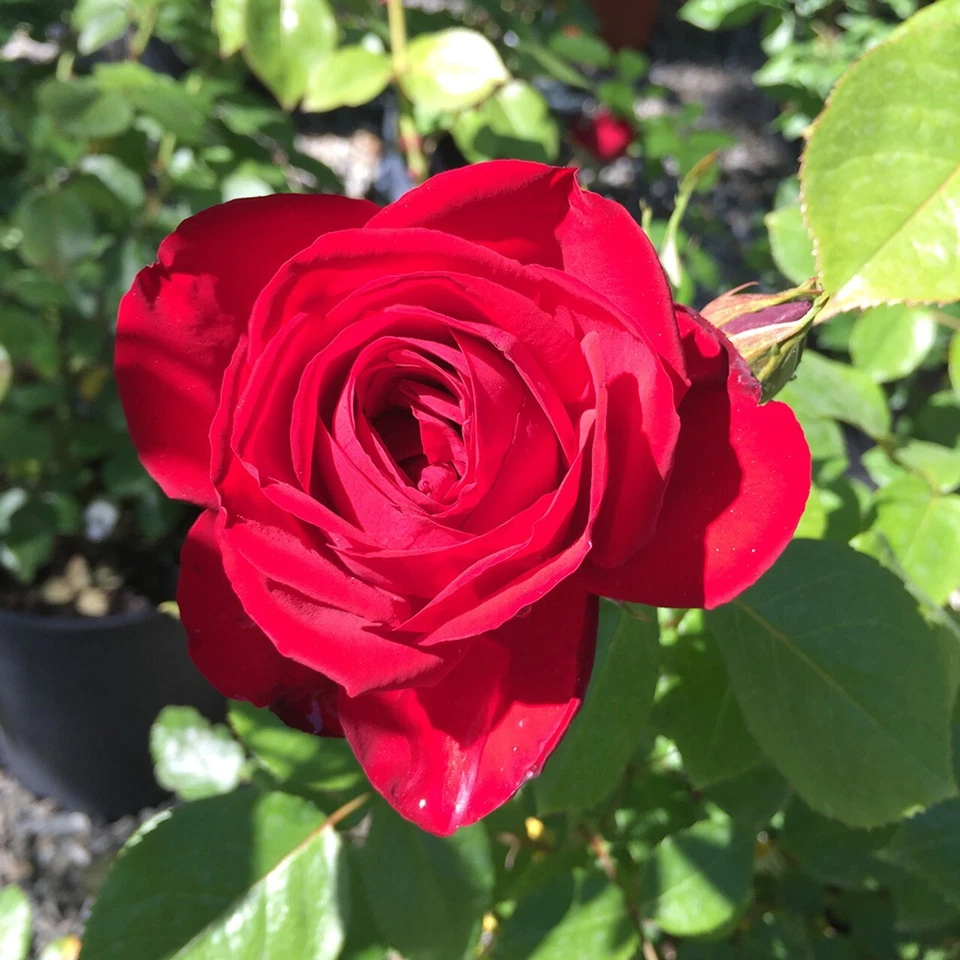 Kashmir Rose Cuttings Live – 6 Unrooted Red Flowering Shrub Propagation Material Rosa spp.