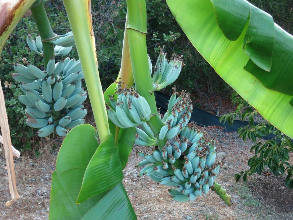 Ice Cream Blue Java Banana Tree Live Rooted Plant | Tropical Musa spp. | Cold Hardy Fruit Cultivar