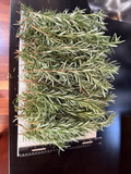 Fresh Organic Rosemary Cuttings – 10 Live Rosmarinus officinalis Stems for Planting, Propagation & Culinary Use
