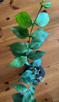 Hoya Polyneura Silver Node Cutting Live Propagation Houseplant Indoor Vine