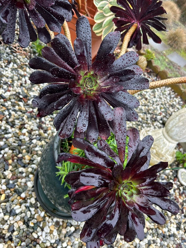 Black Rose Aeonium Succulent Cuttings – 2 Unrooted 3-4 Inch Aeonium arboreum ‘Zwartkop’ for Propagation