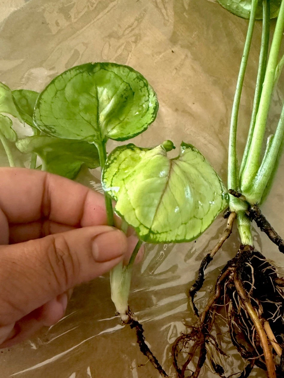 Syngonium Berry Allusion Rooted Cutting – Live Pink Green Foliage Indoor Houseplant, Arrowhead Plant Starter, Tropical Perennial