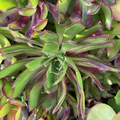 Aeonium Merlot Succulent Cuttings Set of 3 - Deep Purple Foliage, Low Mounding Rosettes, Perennial, Live Starter Plants