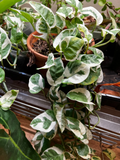 3 N’Joy Pothos Unrooted Cuttings – Variegated Epipremnum aureum Houseplant Vines for Propagation