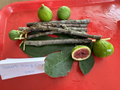 Fig Tree Cuttings Set – 6 Unrooted Ficus carica Alma & Desert King Propagation Cuttings