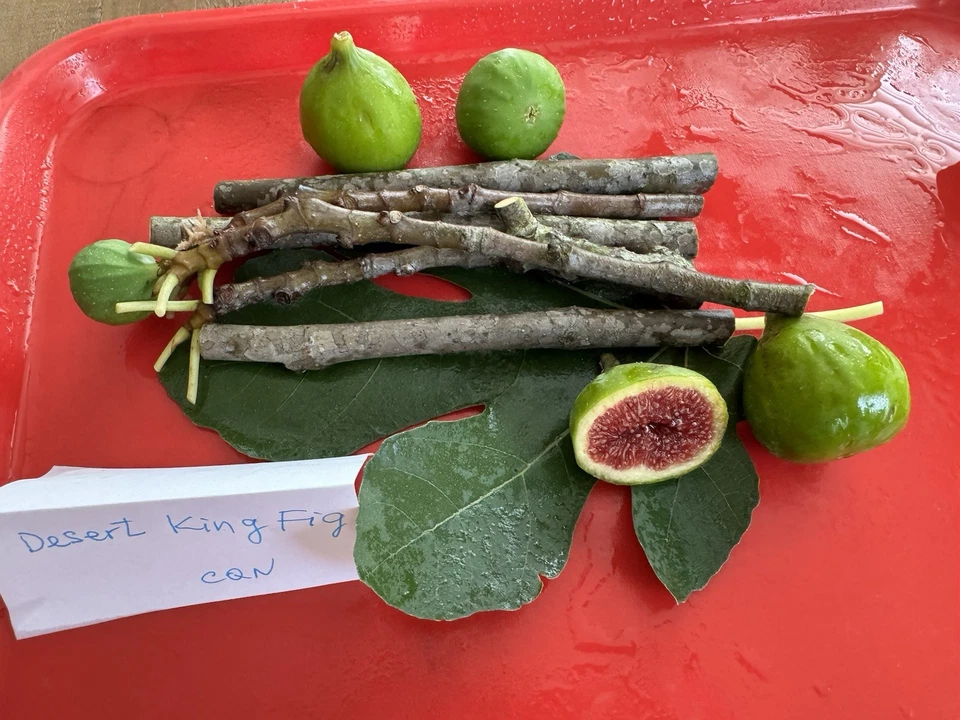 Fig Tree Cuttings Set – 6 Unrooted Ficus carica Alma & Desert King Propagation Cuttings