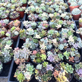 Live Succulent Plants Set 7-9 Assorted Indoor Mini Garden 4-Inch Pots, Low Maintenance, Bright Light, Well-Draining Soil