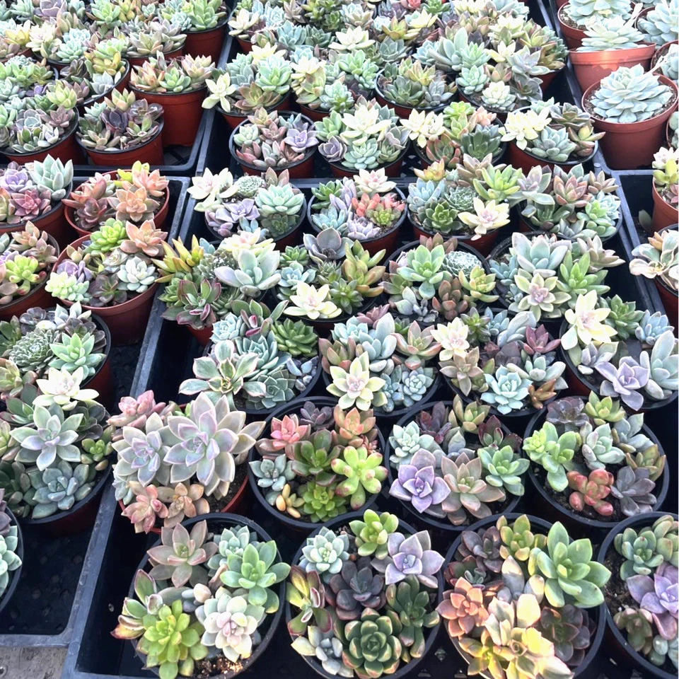 Live Succulent Plants Set 7-9 Assorted Indoor Mini Garden 4-Inch Pots, Low Maintenance, Bright Light, Well-Draining Soil