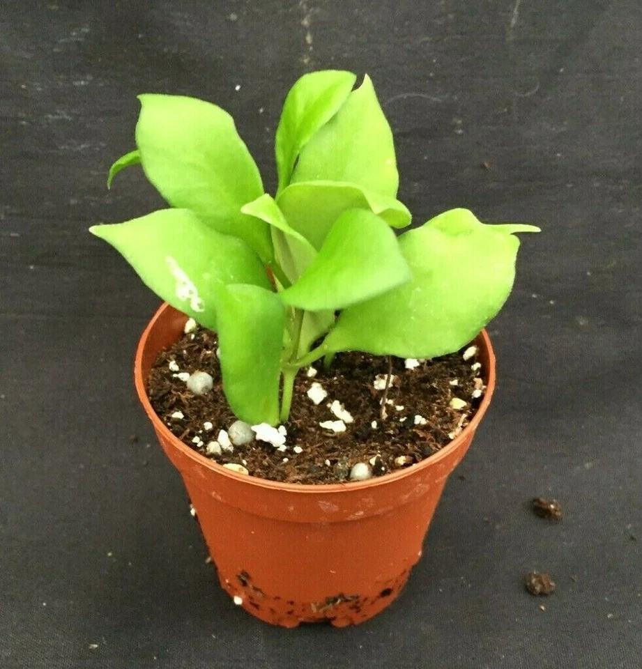 Miniature Hoya Plant, 2-Inch Pots, Hoya heuschkeliana, Trailing Houseplant, Green Foliage, Indoor Container