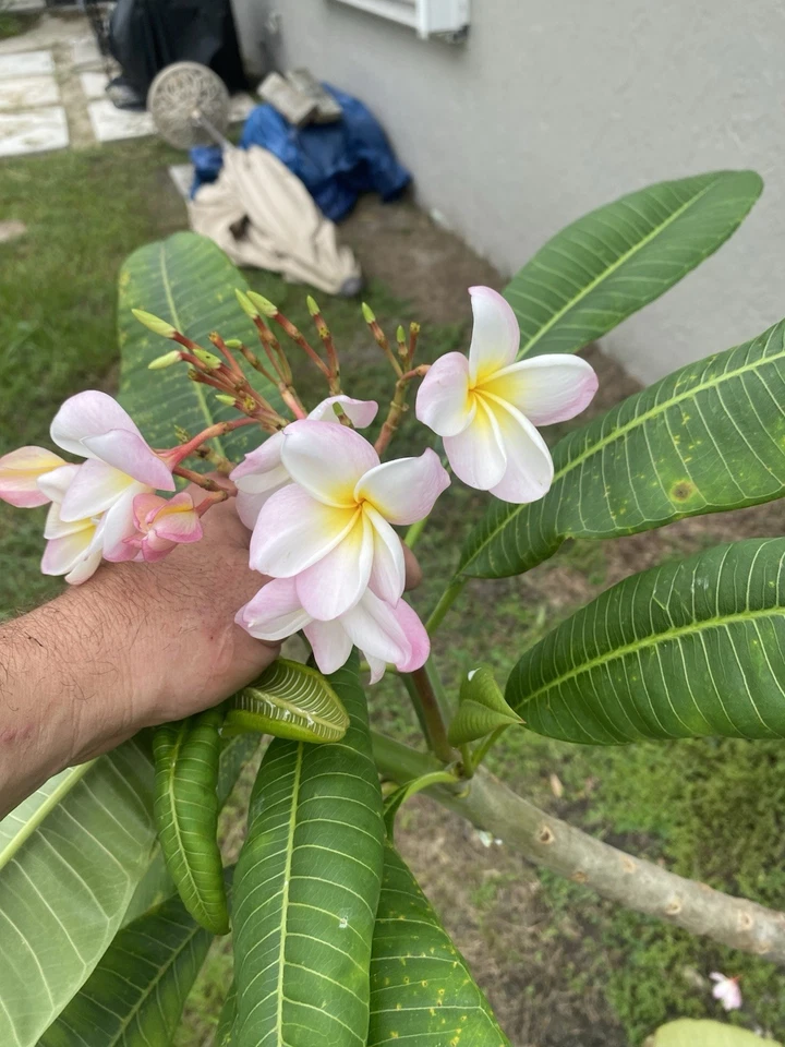 Orange Rainbow Plumeria Cuttings 6–12 Inch Unrooted Frangipani Tree Stems for Propagation