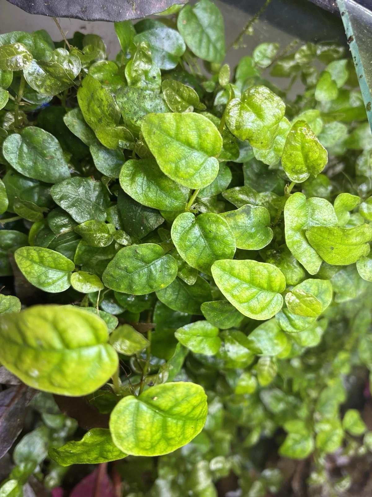 Ficus Pumila Cuttings – Creeping Fig Climbing Vine, 3 Live Unrooted 4–6 Inch Indoor Plant Propagation