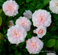 Cecile Brunner Rose Cuttings – Unrooted Pink Antique Rose Propagation Live Planting Material