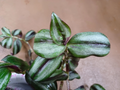 Tradescantia Zebrina Silver Smudge Cuttings – Live Wandering Jew Houseplant Propagation Material for Indoor Growing