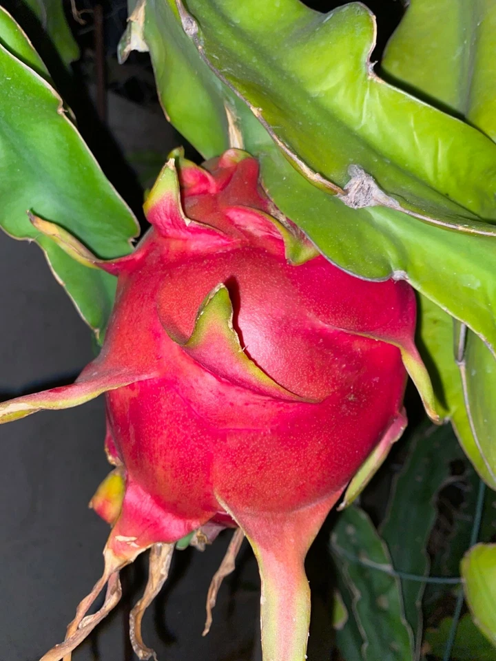 Dragon Fruit Cuttings 24–36 Inch Live Climbing Cactus, High-Yield Pitaya, Hylocereus / Selenicereus spp.